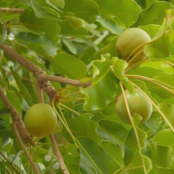 L’Occitane Shea butter based soap bars 3.5 oz per bar [Firm Price] - Picture 4 of 5